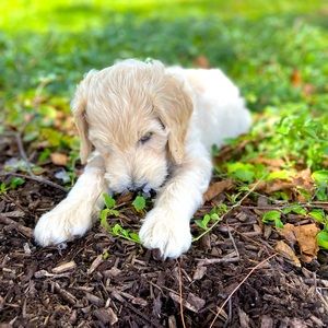 Meet your Posher, Shae